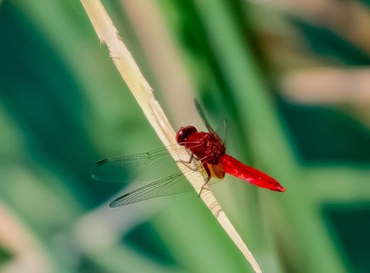 rote männliche Feuerlibelle