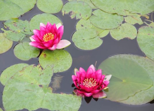 zwei Seerosen im Teich