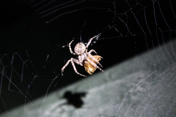 Kreuzspinne mit Beute