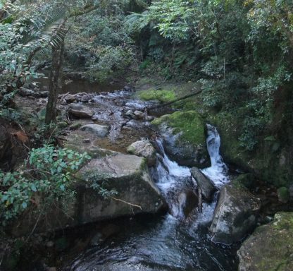 Forellenbach in Neuseeland